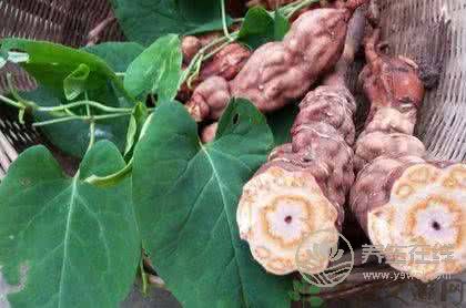 陰虛吃什么？4種食物滋陰又養(yǎng)顏