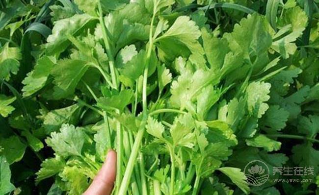 芹菜葉有這么多的養生功效，扔掉可惜了