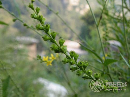 癌癥治療后，5種食物多吃可防復(fù)發(fā)