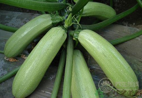 經(jīng)常吃西葫蘆，有這些好處
