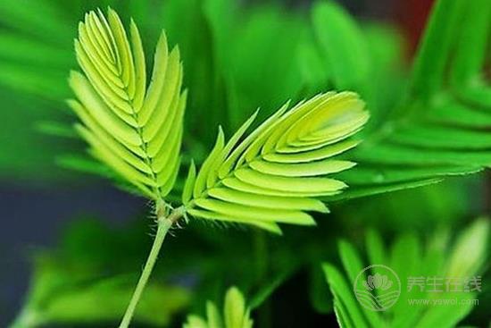 這些花卉有毒，最好不要在家里養(yǎng)