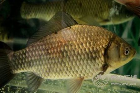 清燉鯽魚湯燉雖然鮮美，但是一些人不適合喝