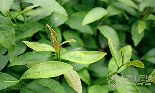 吃完東西口氣臭不想說話？5個方法幫你化解尷尬