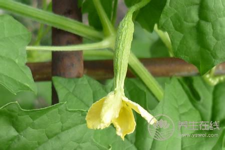 5種食物幫助身體排毒，長痘、臉色暗黃都需要