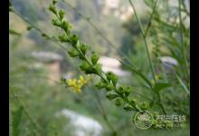 癌癥治療后，5種食物多吃可防復(fù)發(fā)