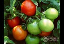 青番茄蘋(píng)果籽沒(méi)熟的四季豆，這些食物比砒霜還毒