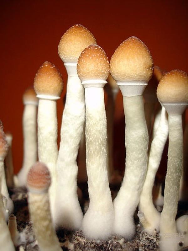 免疫力低下？多吃這4種食物，有助于提高免疫力