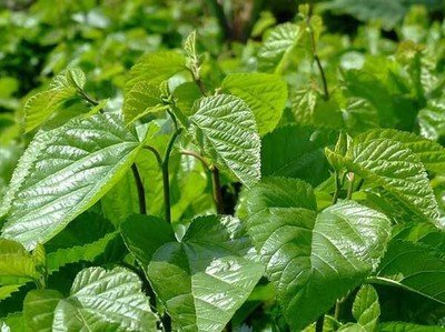 桑樹葉子對(duì)皮膚的神奇功效分別有哪些