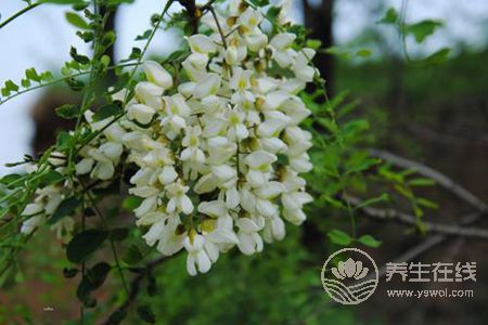 槐花有哪些藥用價(jià)值?