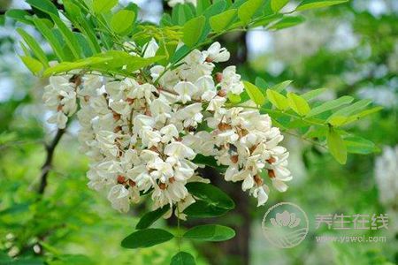 槐花有哪些吃法?