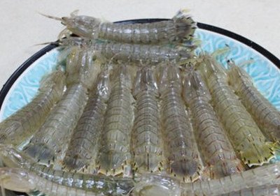 判斷皮皮蝦的肉質是否新鮮的方法