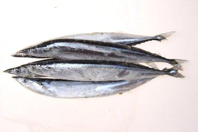 海魚有哪些不同的種類常見海魚有哪些
