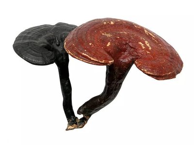 靈芝的組成以及對人體的十大功效