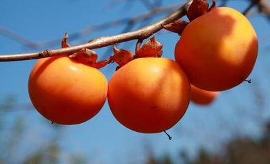 柿子和山楂這兩種食物是否可以一起吃