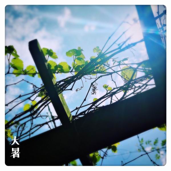 大暑:荔枝蜜糖飲,端居一院中-易網健康<a href=http://www.aoa7937.com/jkys/ target=_blank class=infotextkey>養生</a>網 大暑:荔枝蜜糖飲,端居一院中