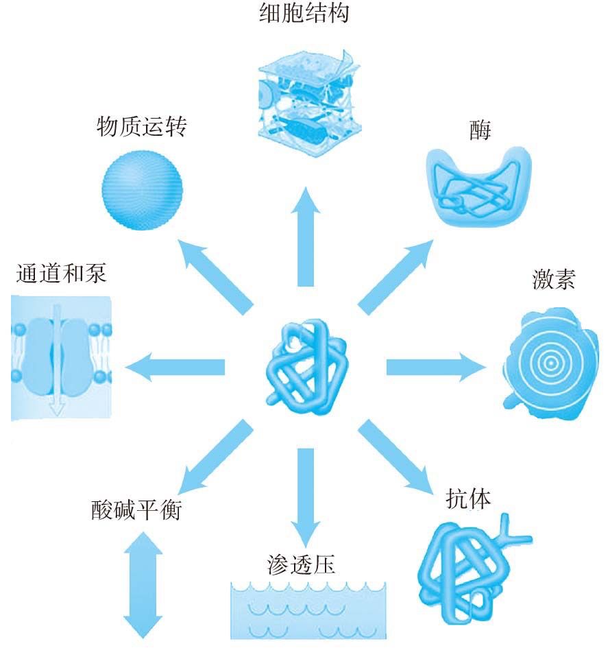 天天養(yǎng)生，為什么還是營(yíng)養(yǎng)不良，而且全身都是病？