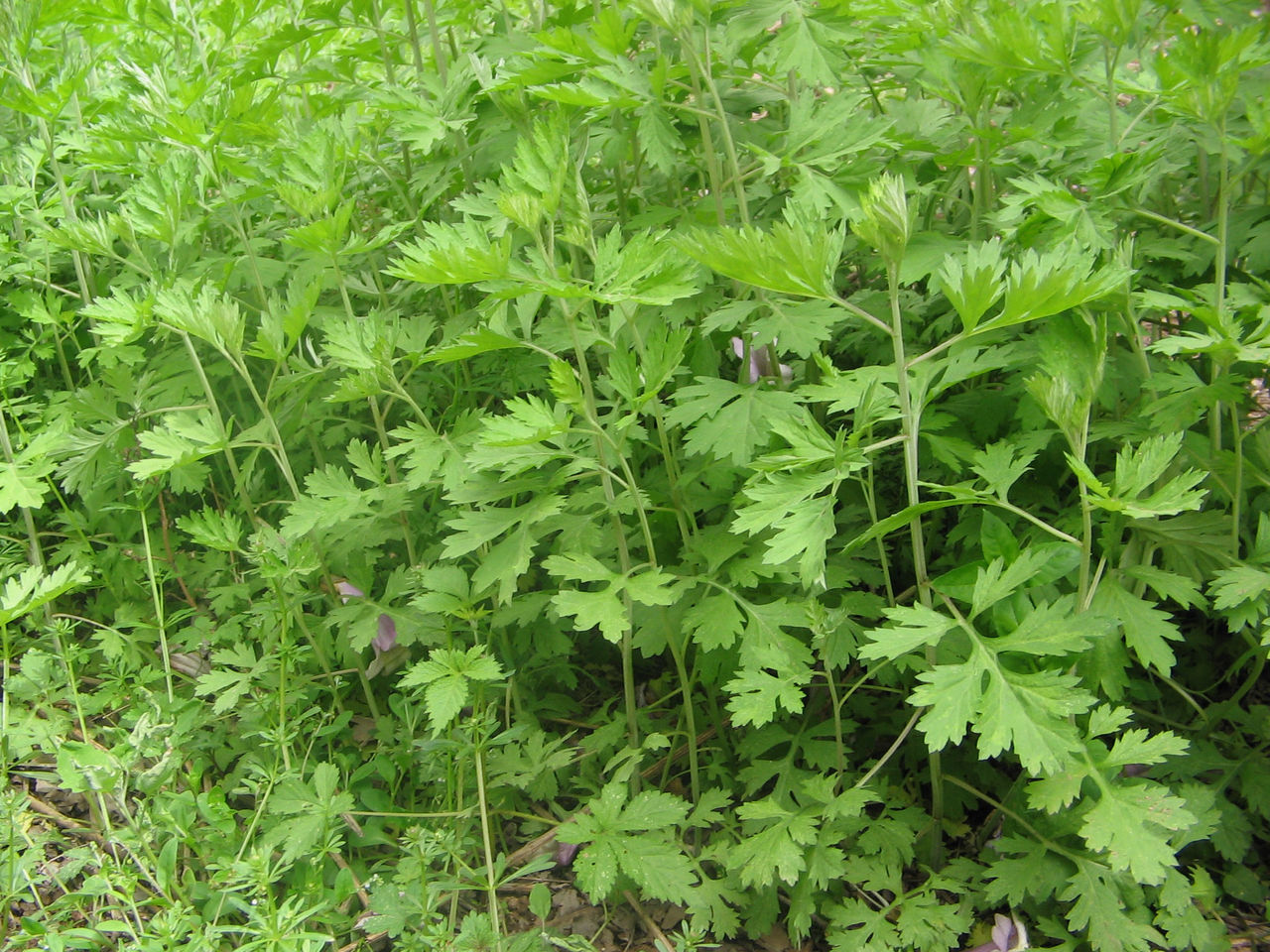 野艾草和家艾草功效與作用的區(qū)別
