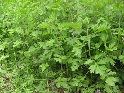 野艾草和家艾草功效與作用的區(qū)別