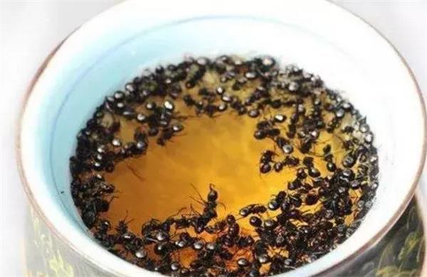 黑螞蟻泡酒的方法以及存在的注意事項