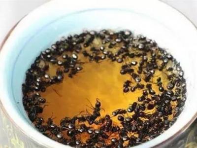 黑螞蟻泡酒的方法以及存在的注意事項(xiàng)