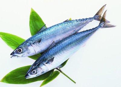 生活中常見的有營養的魚類有哪些