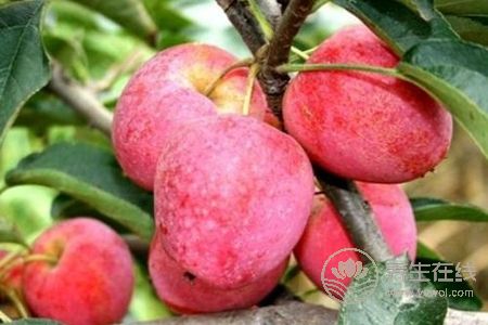 蘋果有什么好處?蘋果作用是什么?