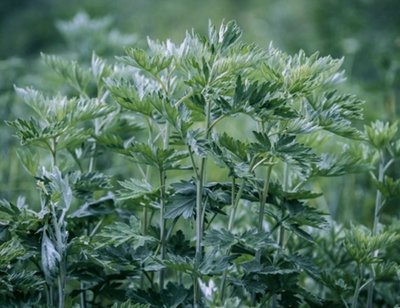 野艾草與家艾草的區(qū)別野艾草的功效與作用