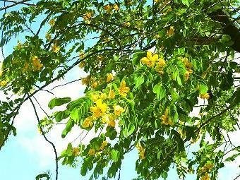 槐樹花茶喝起來對身體有哪些好處