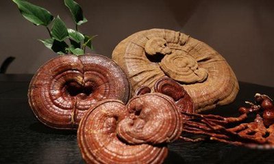 野生靈芝與人工養(yǎng)殖的靈芝的區(qū)分與鑒定