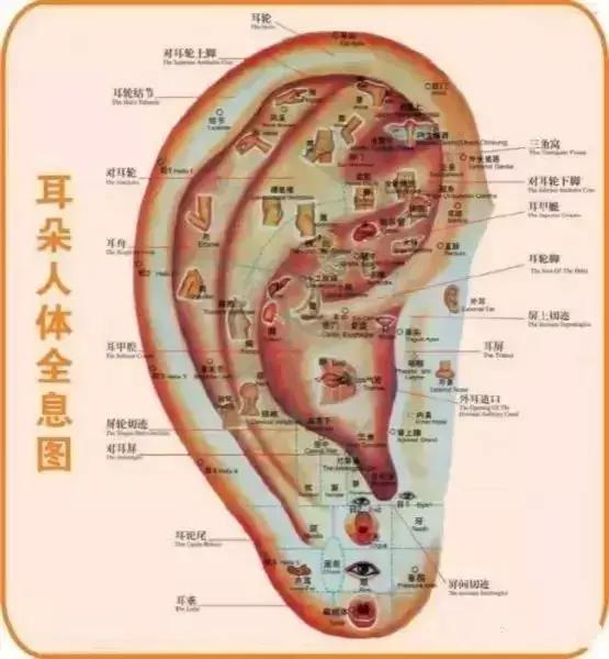 這一位置，拉的越大，腎就就越好，男人女人都合適