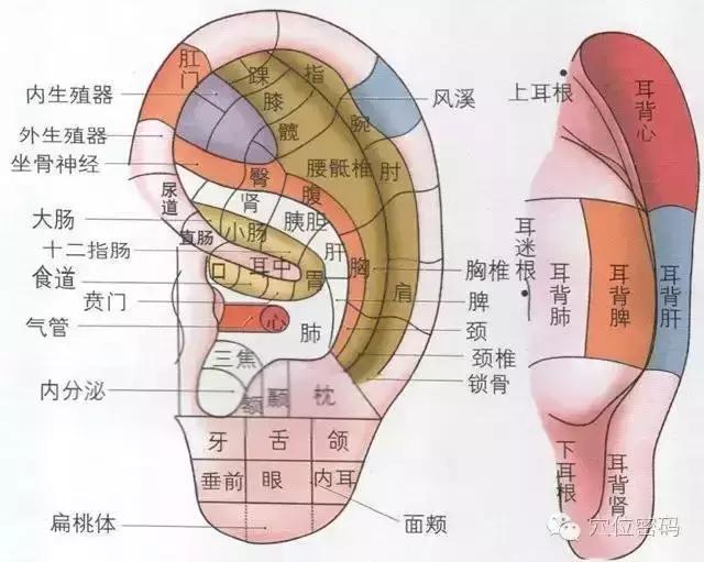 頭頂有一個健康養(yǎng)生丹,臨睡前十分鐘,調(diào)整全身上下血氣,尺寸病都趕走~-易網(wǎng)健康養(yǎng)生網(wǎng) 頭頂有一個健康養(yǎng)生丹,臨睡前十分鐘,調(diào)整全身上下血氣,尺寸病都趕走~