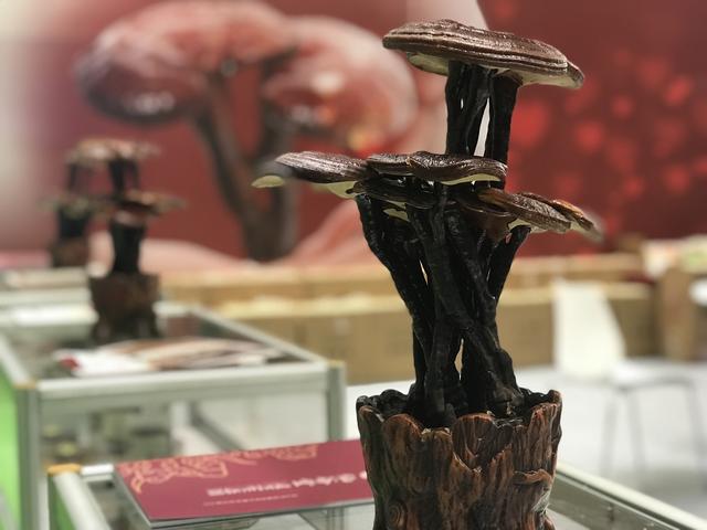 怎樣煲養(yǎng)生湯？廣州琶洲這里有民俗高手 當場解讀和制做！