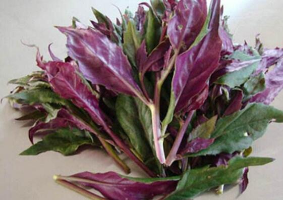補血菜的作用與功效 吃補血菜的益處