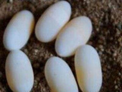 甲魚蛋的作用與功效 甲魚蛋的不良反應(yīng)
