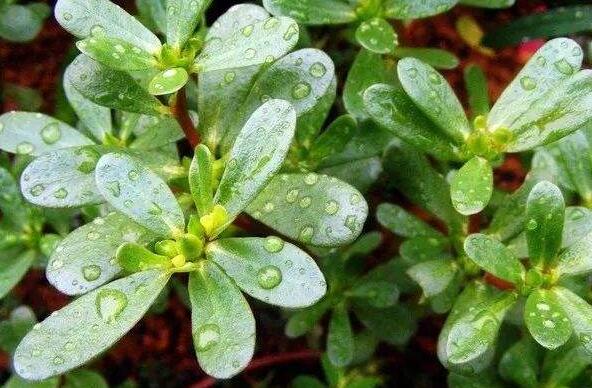 馬齒菜的作用與功效