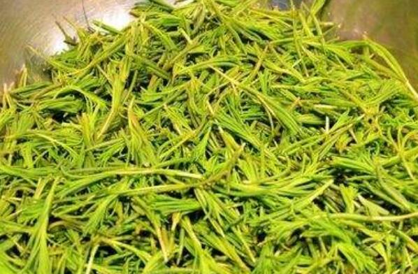海蓬菜什么樣的人不應(yīng)多食 海蓬菜的禁忌