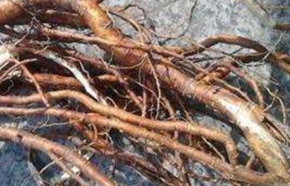 芫條根熬水喝的作用與功效 喝芫條根水注意什么