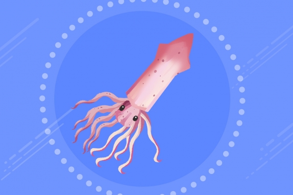 魷魚不可以和什么一起吃 魷魚的日常簡單吃法