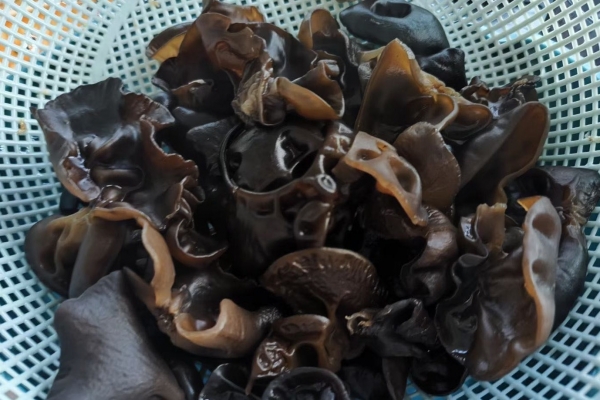 黑木耳泡發后放冰箱第二天能吃嗎 怎么判斷黑木耳是否變質