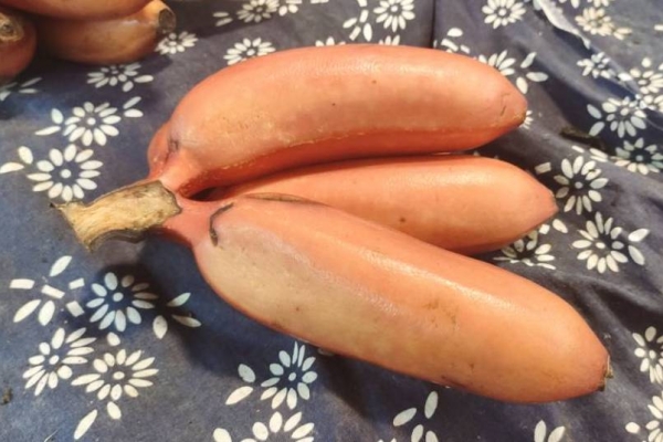 膽結(jié)石能不能吃香蕉