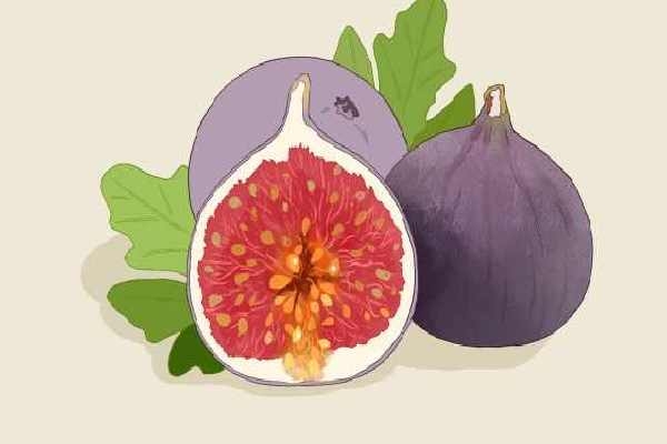 無花果干的功效與作用、禁忌和食用方法
