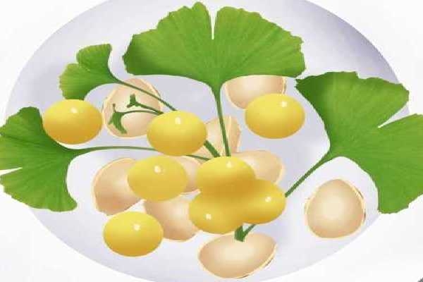 白果的功效與作用、禁忌和食用方法