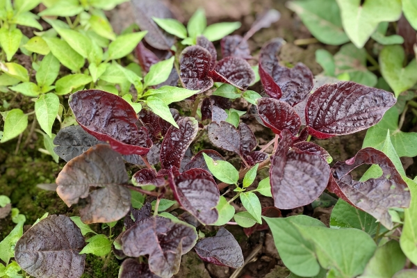 馬莧菜的功效與作用、禁忌和食用方法