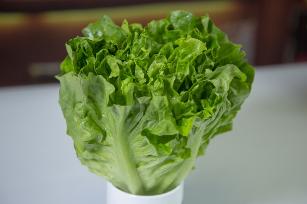 圓生菜的功效與作用、禁忌和食用方法