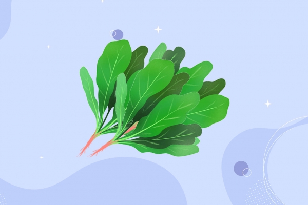 高尿酸血癥能不能吃菠菜