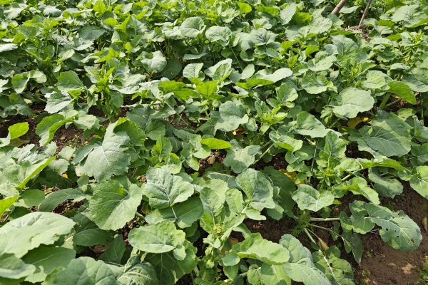 油菜的功效與作用、禁忌和食用方法
