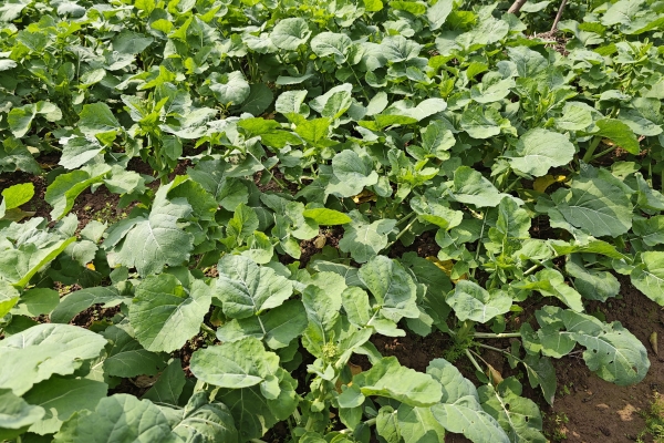 油菜的功效與作用、禁忌和食用方法
