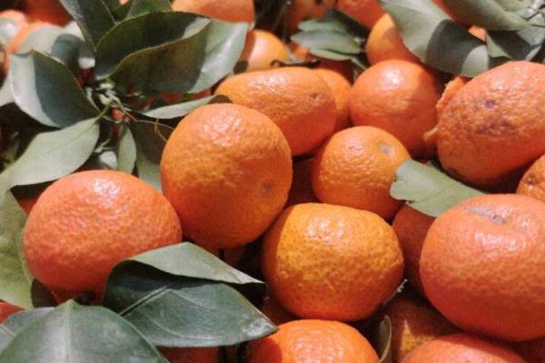 砂糖橘如何幫助保持腸道健康-易網(wǎng)<a href=http://www.aoa7937.com/ target=_blank class=infotextkey>健康養(yǎng)生</a>網(wǎng) 砂糖橘如何幫助保持腸道健康