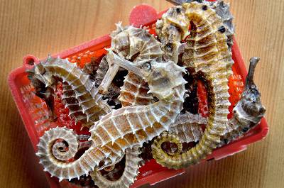 海馬泡酒的最佳配方 海馬泡酒的四種搭配