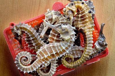 海馬泡酒的最佳配方 海馬泡酒的四種搭配